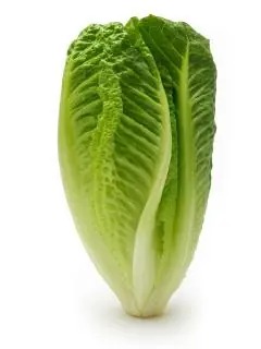Lechuga Romana